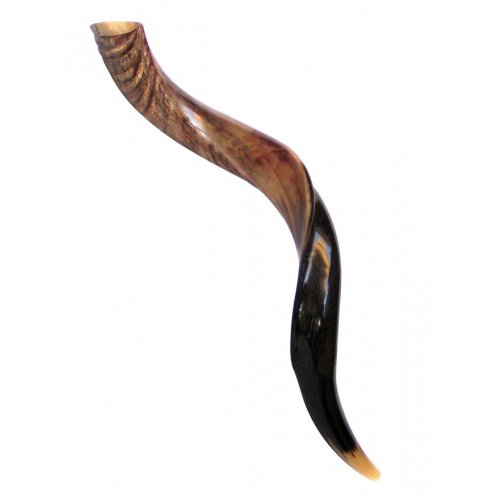 Medium Yemenite Shofar Half Polished Half Natural 26