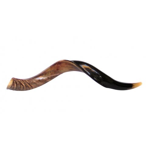 Medium Yemenite Shofar Half Polished Half Natural 26