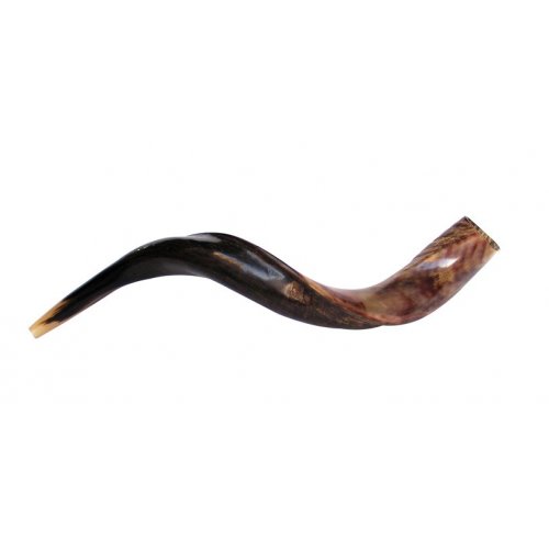 Medium Yemenite Shofar Half Polished Half Natural 26