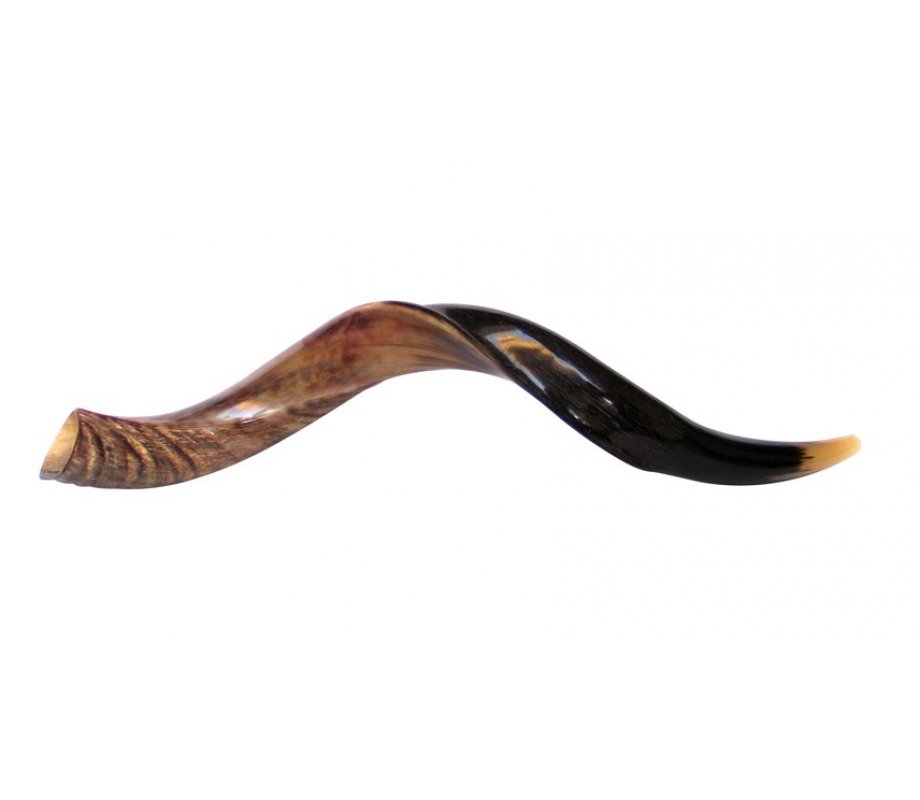Medium Yemenite Shofar Half Polished Half Natural 26