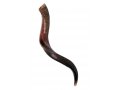 Medium Yemenite Shofar Half Polished Half Natural 29