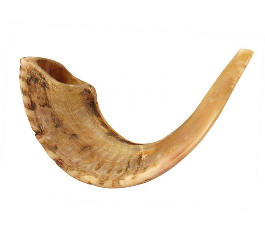 Natural Rams Horn Shofar - Large size 17