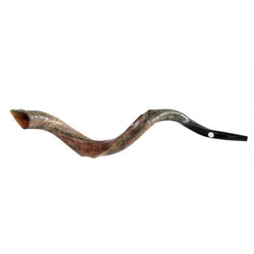 Nostalgia Crown Design Half Natural Half Polished Yemenite Shofar