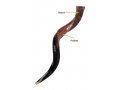 Personalized Shofar - Yemenite Kudu Horn Inscribed with Name