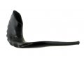 Polished Black Rams Horn Shofar - Extra Large 17