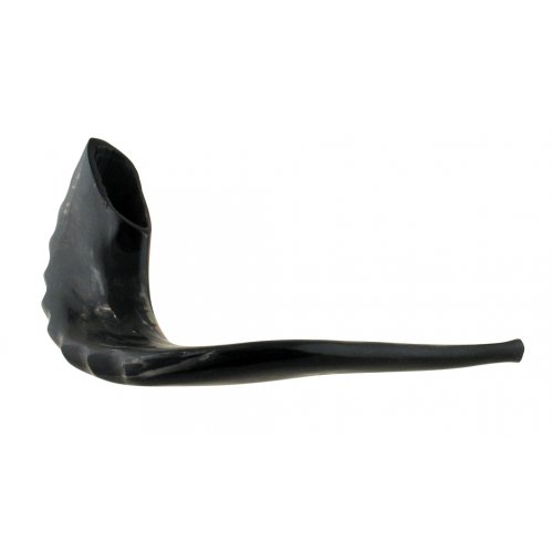 Polished Black Rams Horn Shofar - Extra Large 17