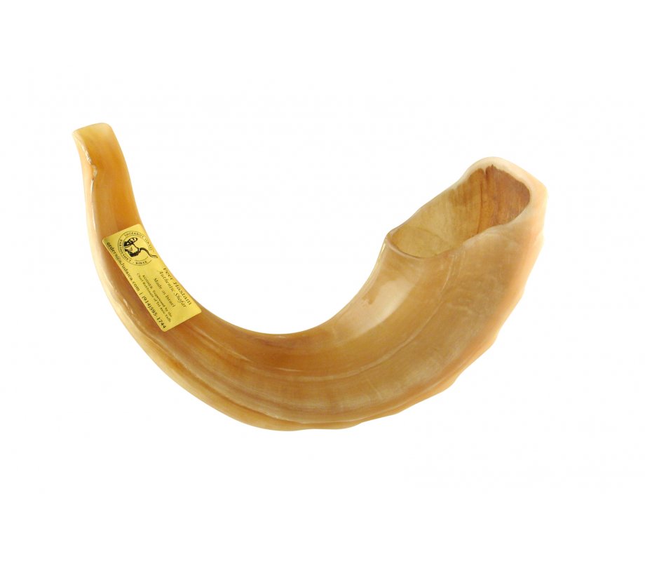 Polished Rams Horn Shofar - Extra Large 17