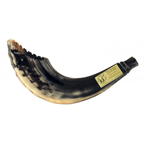 Ram's Horn Shofar Moroccan Style Dark Color with Crown Cut 13