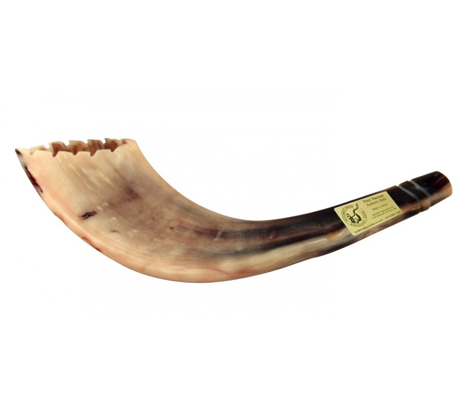Ram's Horn Shofar Moroccan Style Light Color with Crown Cut 13