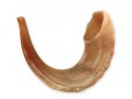 Rare Extra Large Light Tones Ram's Horn Shofar 21