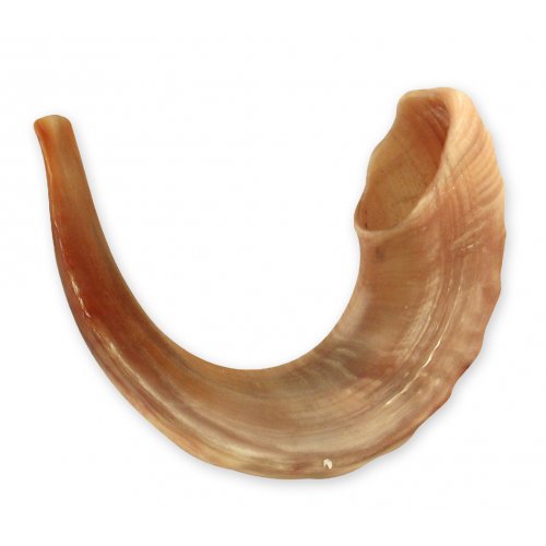 Rare Extra Large Light Tones Ram's Horn Shofar 21