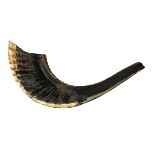 Small Natural Black Rams Horn Shofar 11