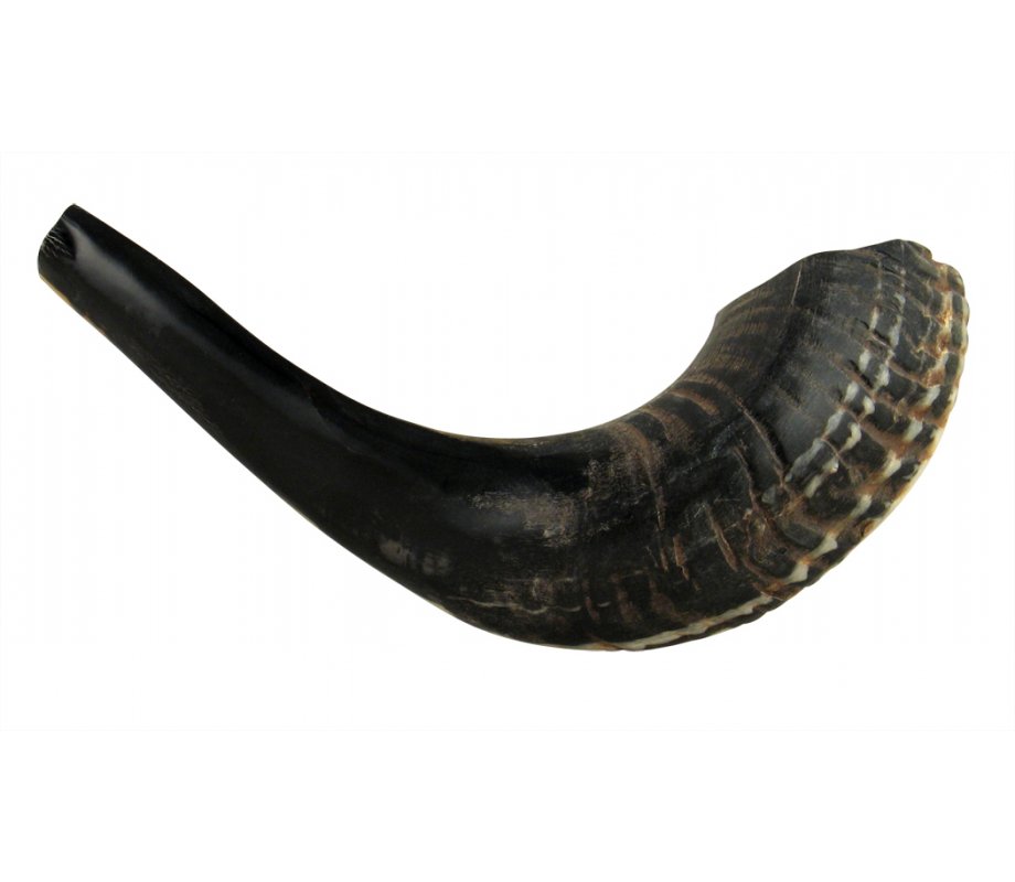 Small Natural Black Rams Horn Shofar 11