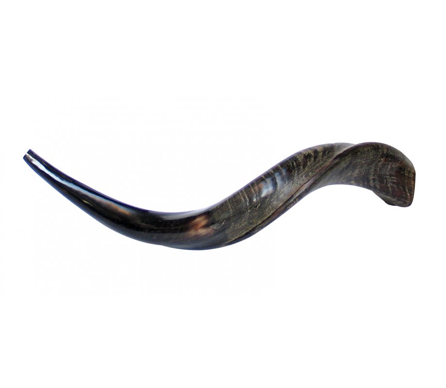 Small Natural Yemenite Shofar Kudu Horn 25