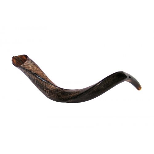 Small Natural Yemenite Shofar Kudu Horn 27