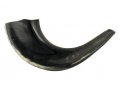 Small Polished Black Rams Horn Shofar 11