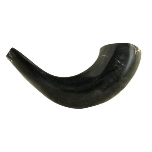 Small Polished Black Rams Horn Shofar 11