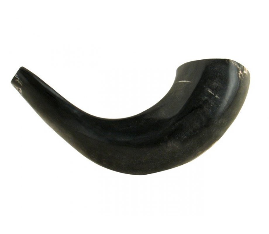 Small Polished Black Rams Horn Shofar 11