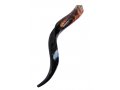 Small Polished Yemenite Shofar Kudu Horn 22