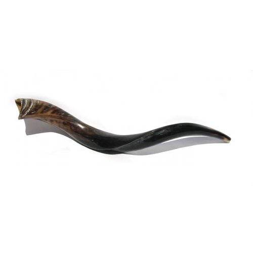 Small Polished Yemenite Shofar Kudu Horn 22