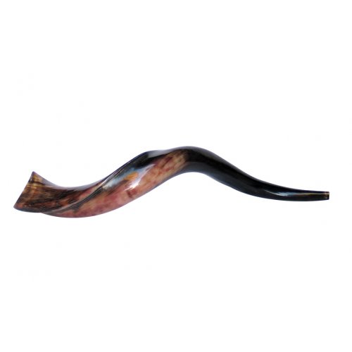 Small Polished Yemenite Shofar Kudu Horn 22