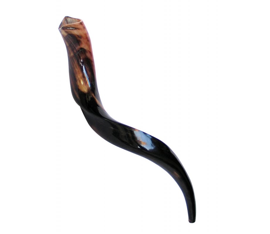 Small Polished Yemenite Shofar Kudu Horn 22