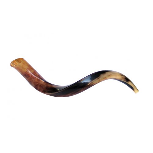 Small Polished Yemenite Shofar Kudu Horn 25