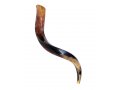 Small Polished Yemenite Shofar Kudu Horn 27