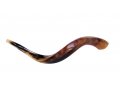 Small Polished Yemenite Shofar Kudu Horn 27