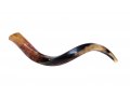 Small Polished Yemenite Shofar Kudu Horn 27