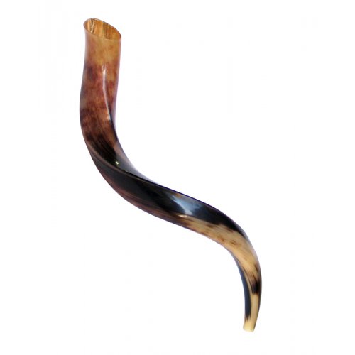 Small Polished Yemenite Shofar Kudu Horn 27