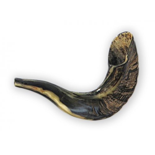 Small Ram's Horn Shofar for Kids with Dark Tones 10