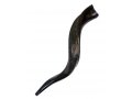 Small Yemenite Shofar Half Polished Half Natural 21