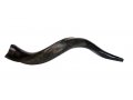 Small Yemenite Shofar Half Polished Half Natural 21