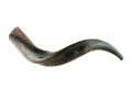 Small Yemenite Shofar Half Polished Half Natural 21