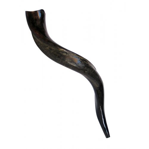 Small Yemenite Shofar Half Polished Half Natural 21