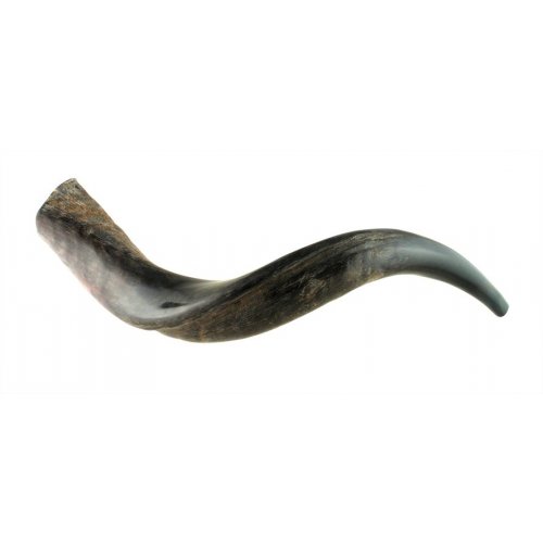 Small Yemenite Shofar Half Polished Half Natural 21