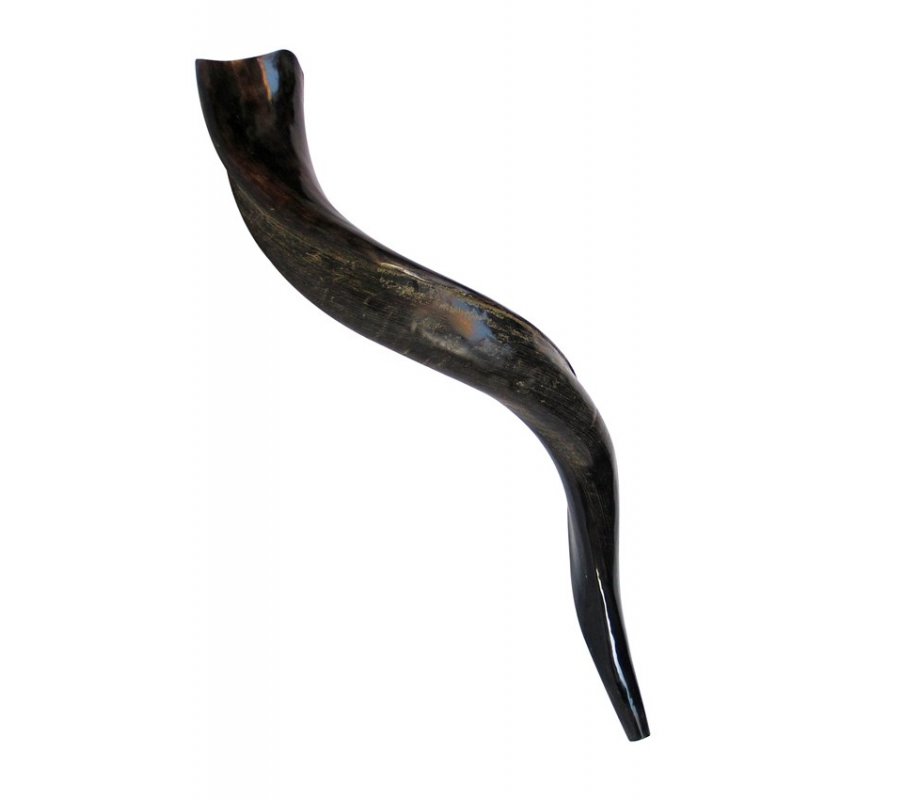 Small Yemenite Shofar Half Polished Half Natural 21