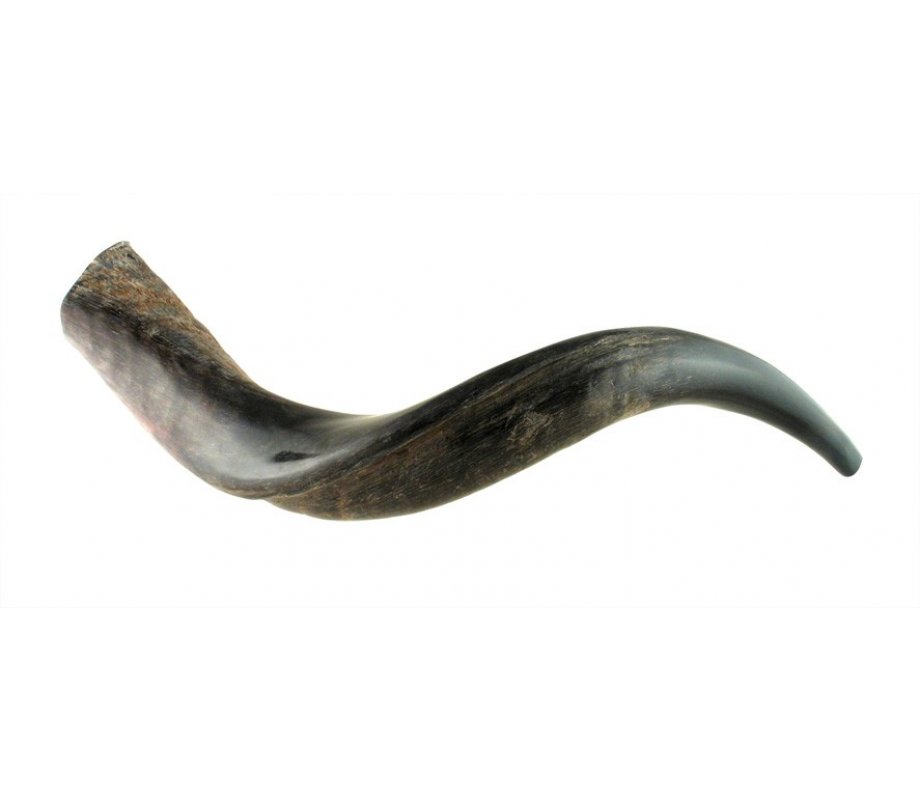 Small Yemenite Shofar Half Polished Half Natural 21