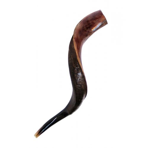 Small Yemenite Shofar Half Polished Half Natural 23