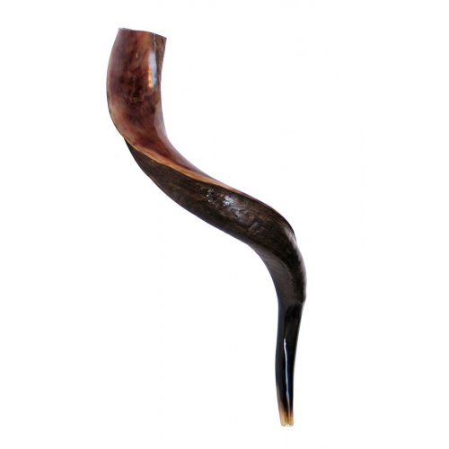 Small Yemenite Shofar Half Polished Half Natural 23