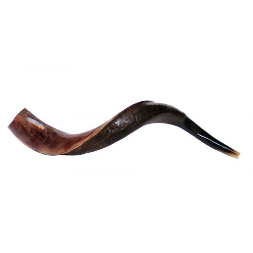 Small Yemenite Shofar Half Polished Half Natural 23