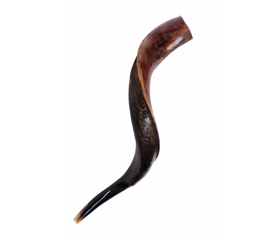 Small Yemenite Shofar Half Polished Half Natural 23