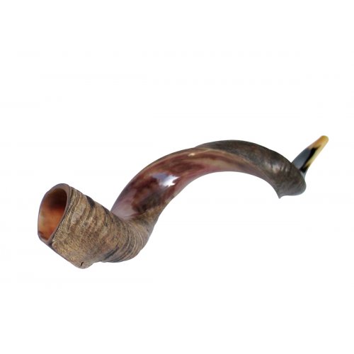 Yemenite Shofar Kudu Horn Half Polished Half Natural - XL 40